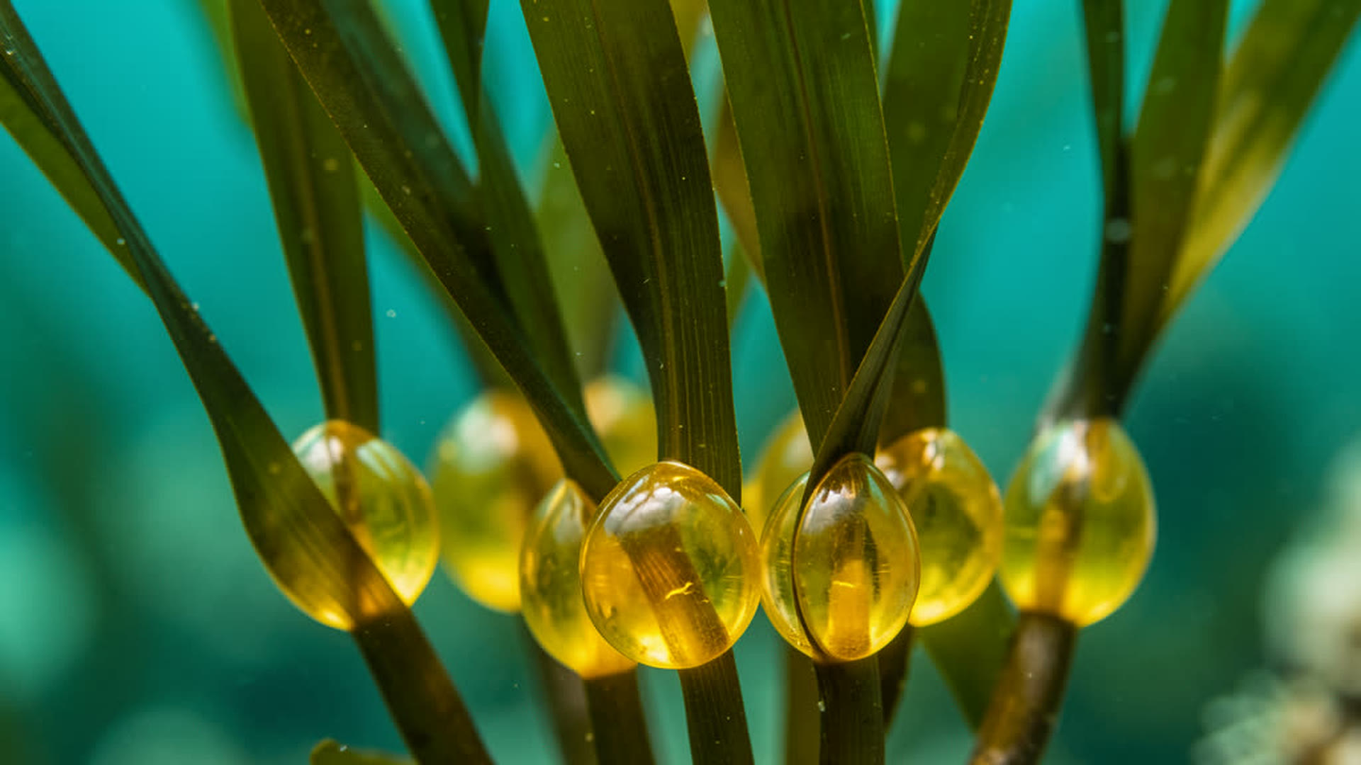 Macro view of giant kelp pneumatocysts, the golden air bladders that lift each frond toward the sun